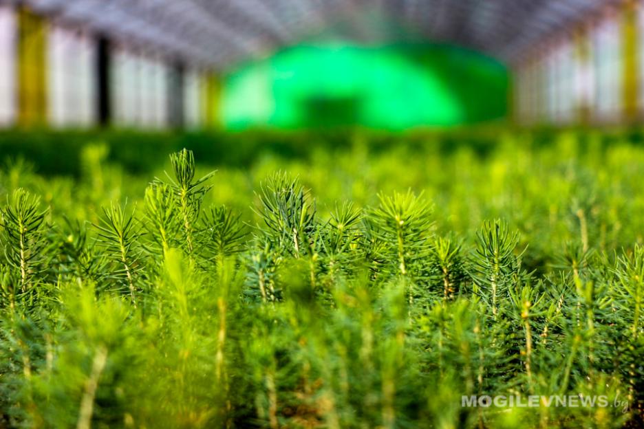 Опыт выращивания лесоматериала с закрытой корневой системой изучил КГК Могилевской области