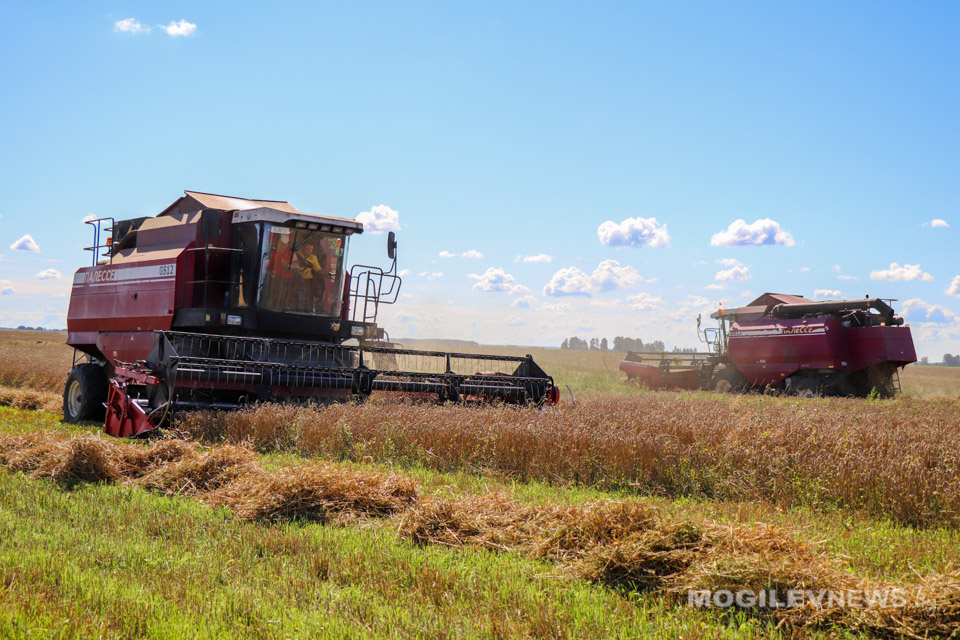 54 студента БГСХА работают в уборочную кампанию в сельскохозяйственных организациях Могилевщины