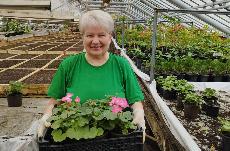 В текущем сезоне в Могилеве высадят  один миллион однолетних растений