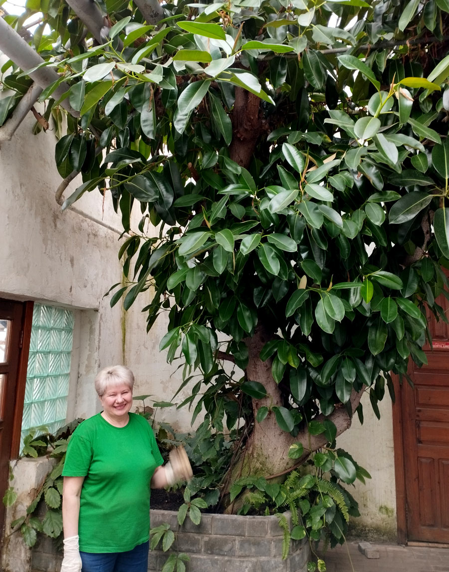 В цветочной оранжереи Могилевзеленстроя растет 80-летний фикус