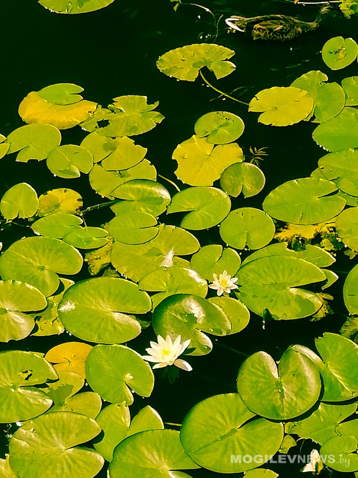 Желтый уровень опасности объявлен в Могилевской области 26 июня из-за жары