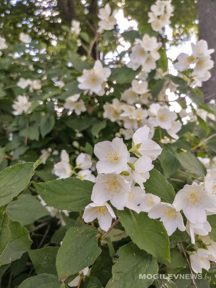В ближайшие сутки в Могилевской области из-за жары сохранится желтый уровень опасности