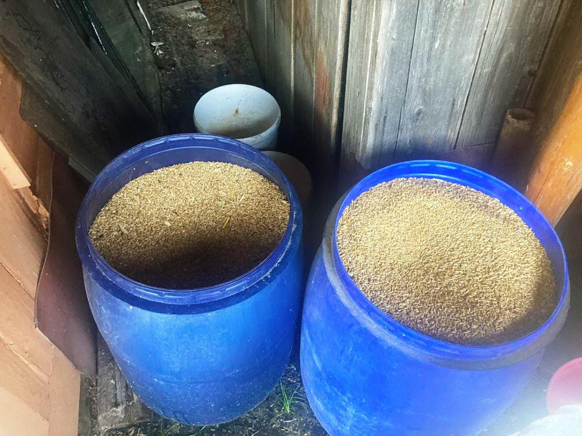 В Осиповичском районе с территории сельхозорганизации работник похитил 460 кг зерна