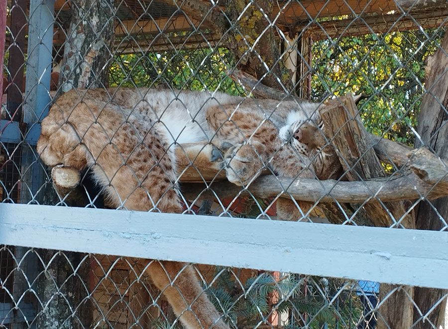 Год назад в могилевском  зоосаде появился новый хищник - пума