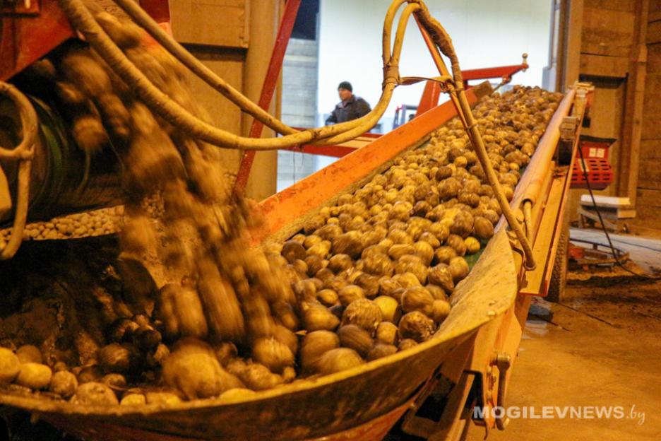 Закладку сельхозпродукции в стабфонд Могилевской области планируют увеличить