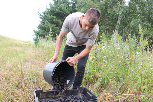 Студенческий отряд Климовичского аграрного колледжа помогает собирать урожай ягод в КСУП «Михалинский»