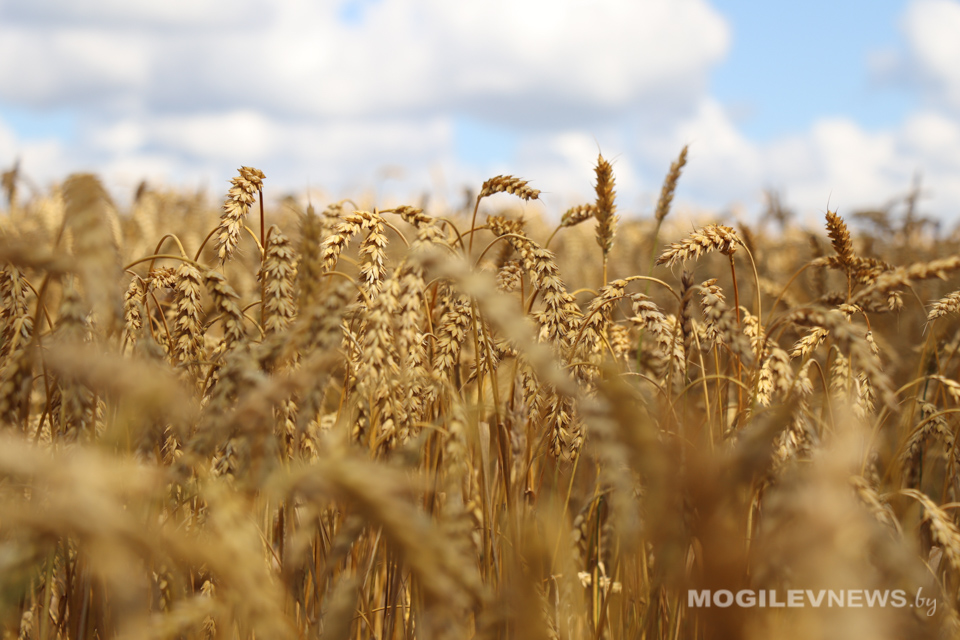 Богатый урожай собирают хлеборобы ОАО «Рассвет» им. К.П.Орловского»