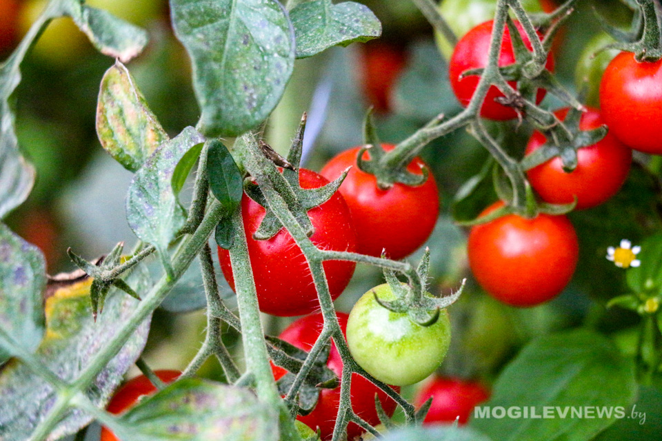 Какие доходы от реализации с/х и дикорастущей продукции с собственных подворий не облагаются подоходным, напомнили в инспекции