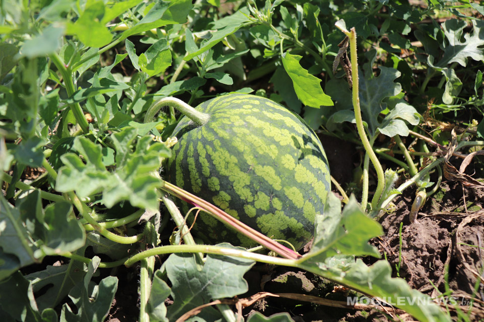 На рассветовской бахче скоро начнут сбор урожая