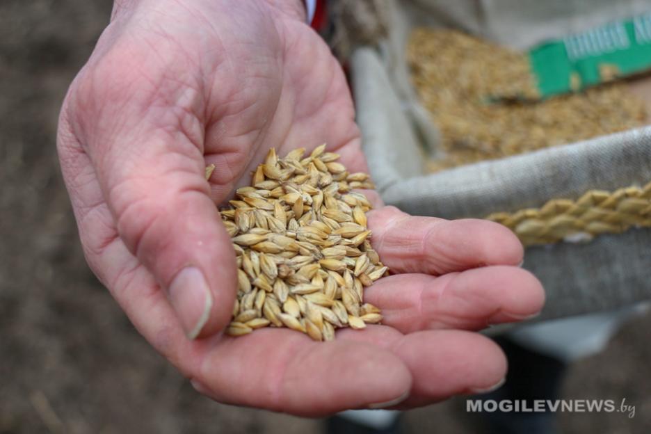 Яровые в Беларуси посеяли на 95,1% запланированных площадей