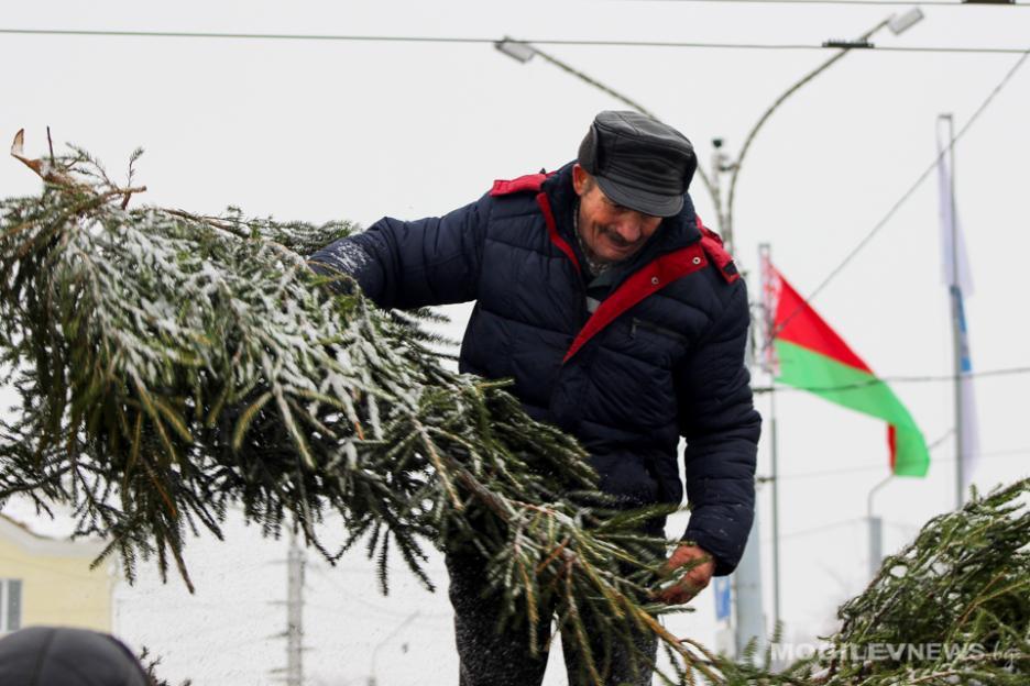 Елочные базары откроются в Могилеве 22 декабря