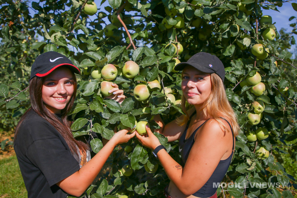 Студотряд работает в яблоневом саду ОАО «Рассвет им. К.П.Орловского». Фото