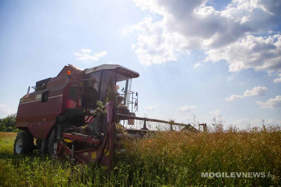 В Беларуси намолотили более 155 тыс. т озимого ячменя