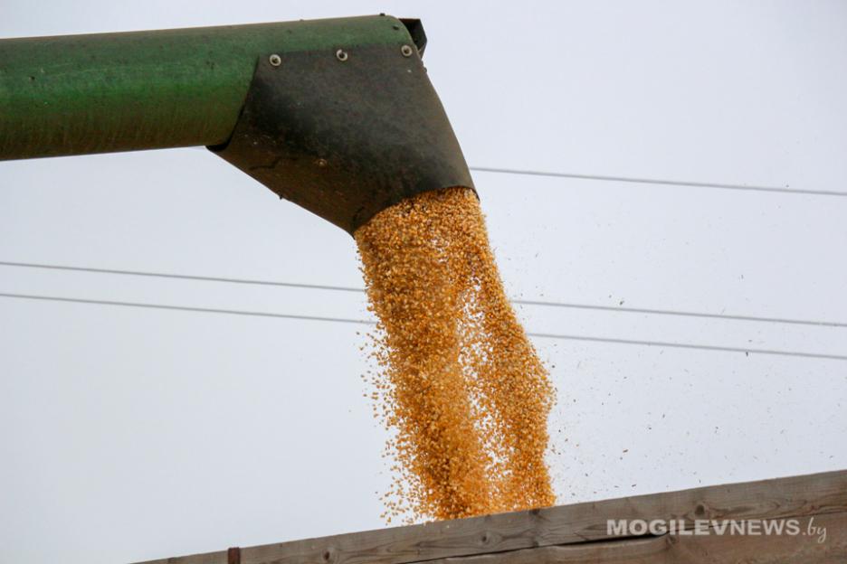 В Беларуси намолочено 10 млн тонн зерна с учетом рапса и кукурузы