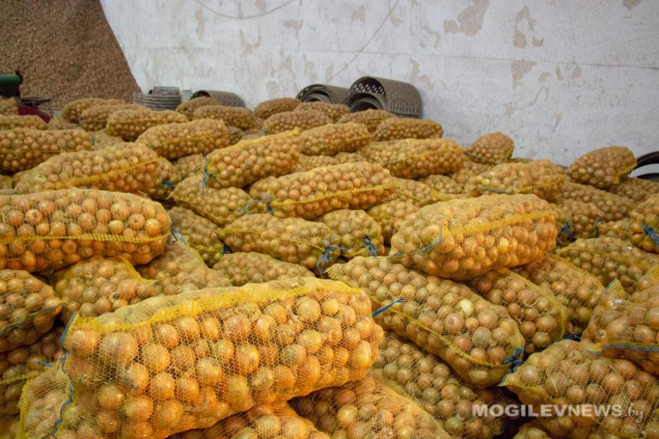 Овощи в хозяйствах Беларуси убрали с 37% площадей