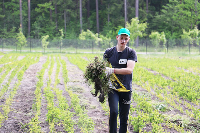 Экологический студенческий отряд занят на прополке саженцев деревьев в питомнике Климовичского лесхоза