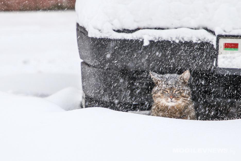 На 5 градусов теплее нормы ожидается до конца зимы в Могилевской области