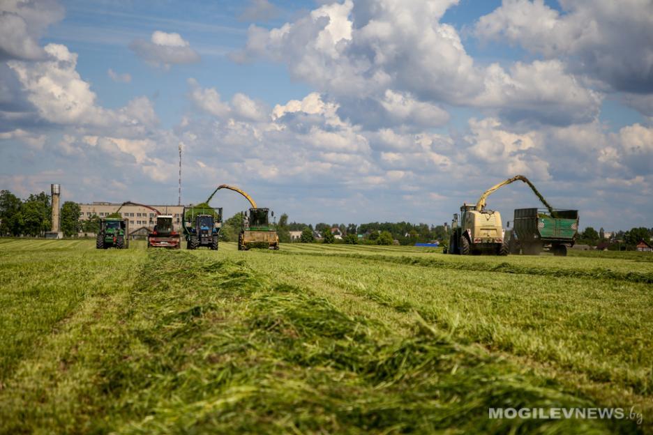 В Беларуси заготовили 300 тыс. т сена