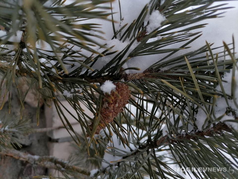 Оранжевый уровень опасности объявлен в Могилевской области 30 января