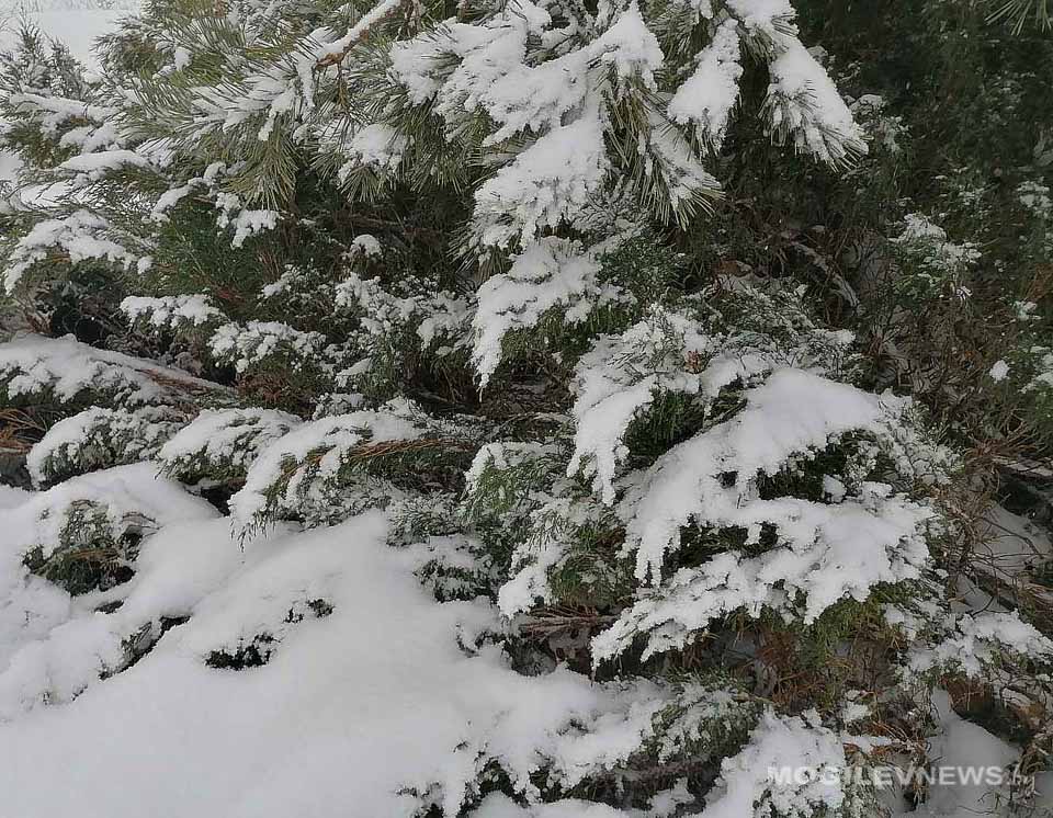 Мокрый снег и гололедица на дорогах ожидаются в Могилевской области 31 января