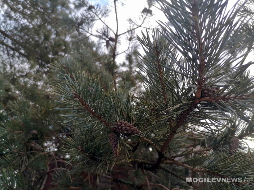 Оранжевый уровень опасности объявлен в Могилевской области 20 февраля из-за сильного ветра