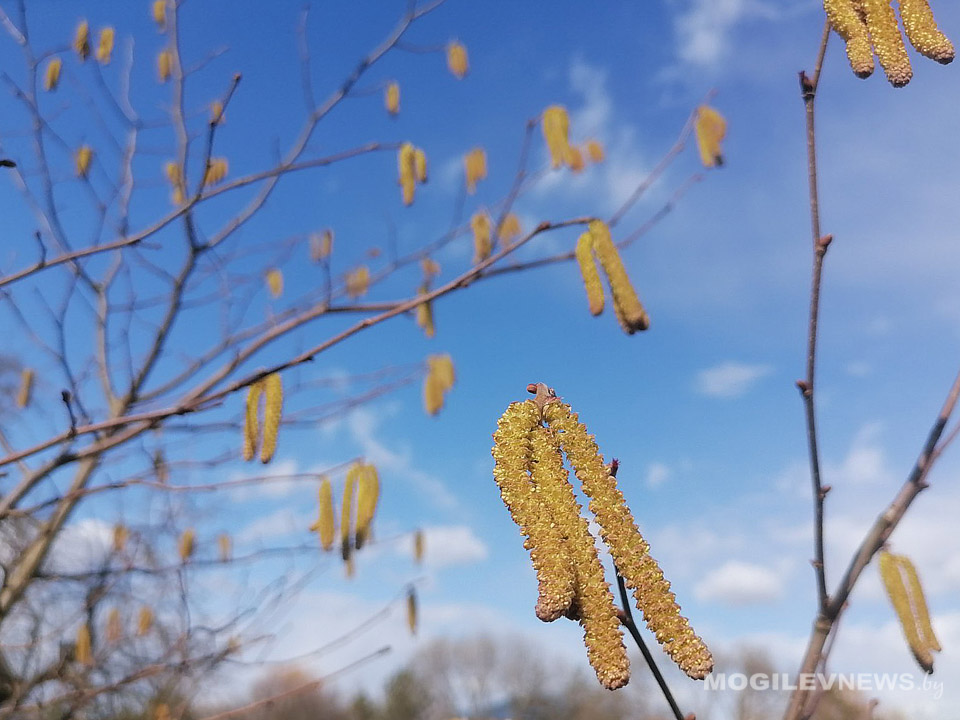 Погода в Могилевской области 27 марта: сильный ветер, на отдельных участках дорог гололедица