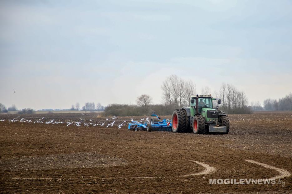 На Могилевщине яровыми культурами засеяно 91,4% запланированных площадей