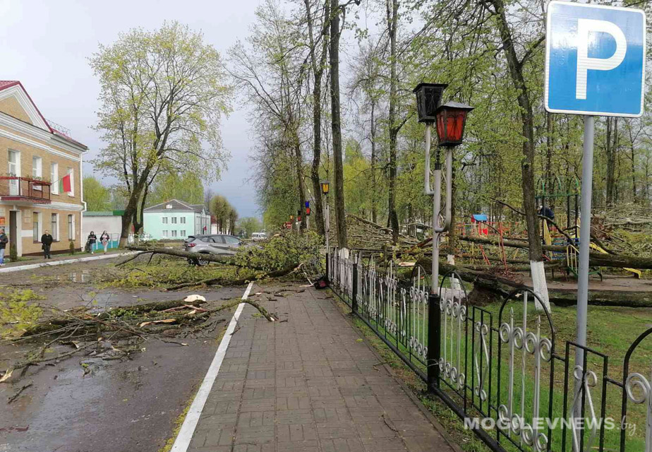 В Климовичах сильный ветер выворачивал деревья. Пострадал городской парк. Фото