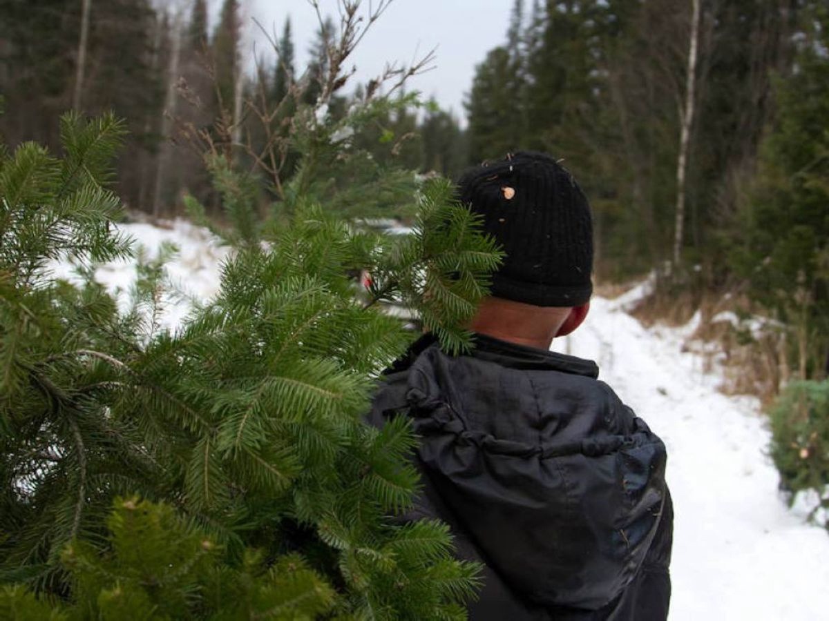 Незаконно вырубленная ель обойдется от 160 до 960 рублей