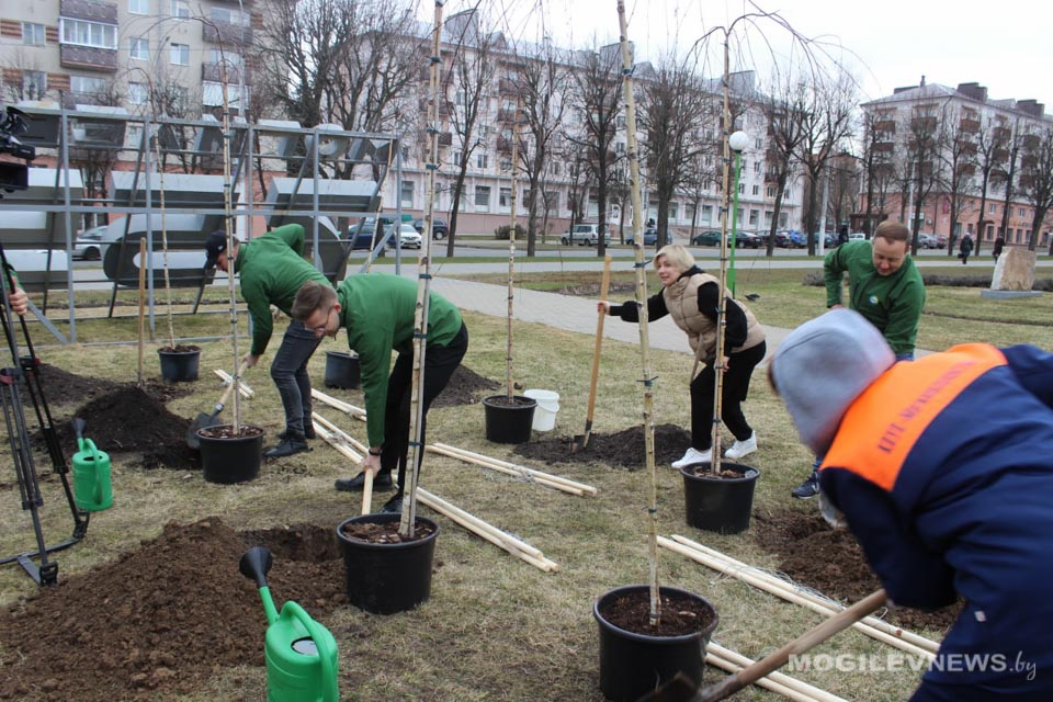 Акция "Дерево героя": плакучие березы высадили в Могилеве работники ТРК "Мир"
