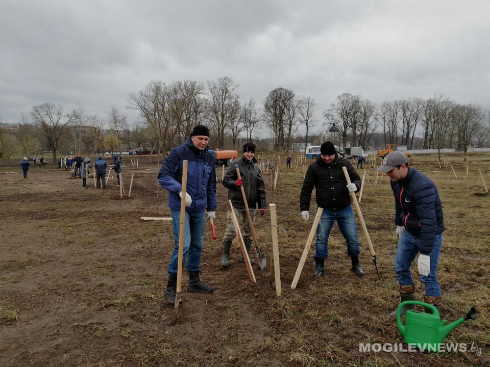 Республиканский субботник в Могилеве: идет посадка деревьев в Подниколье. Фото