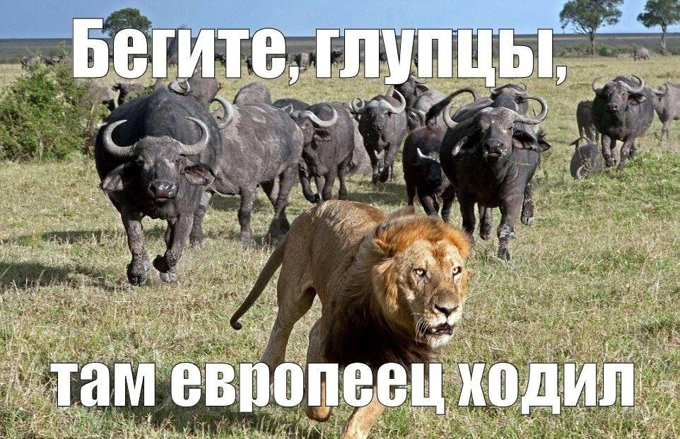 Европеец собаке не друг