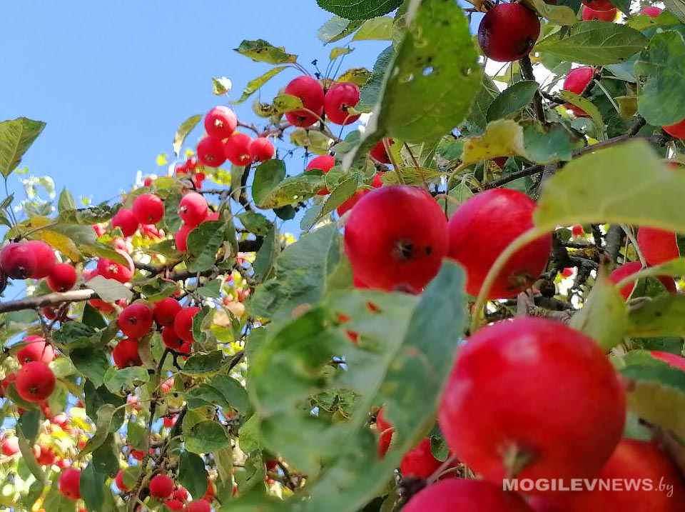 Днем до +17°С,  ночью местами заморозки прогнозируется по Могилевской области 5 сентября