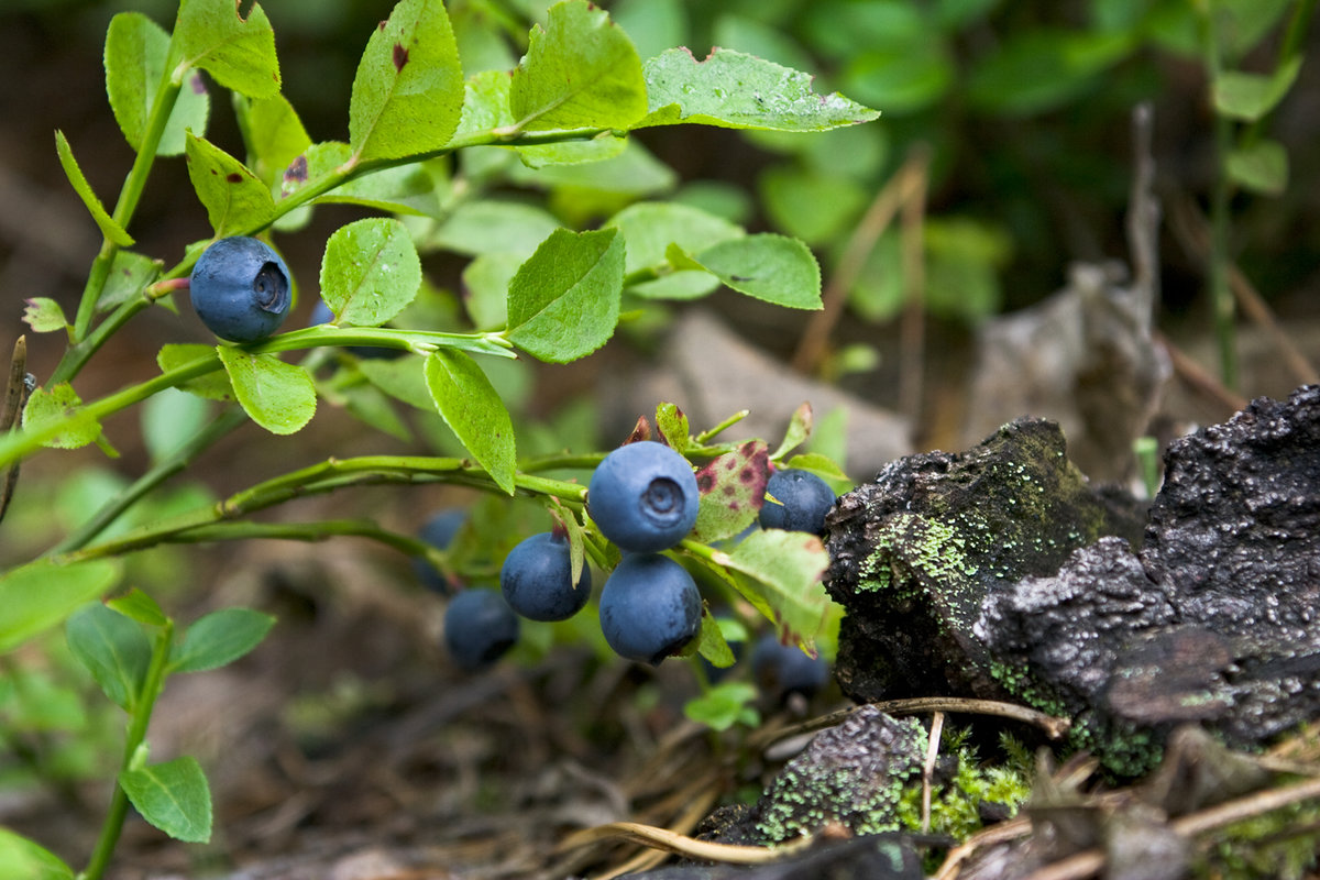 В каком случае необходимо платить налоги после продажи грибов и ягод?