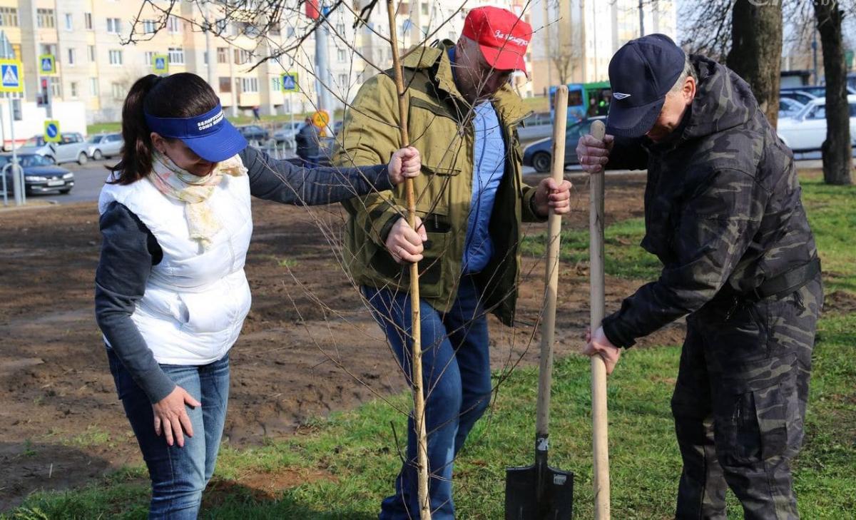 Больше всего деревьев высажено в Мстиславском, Могилевском, Славгородском районах и Могилеве