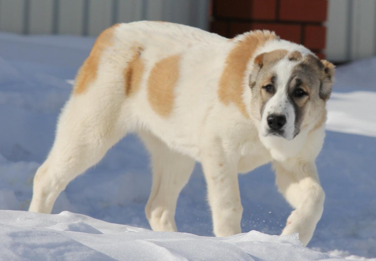Алабай набросился на быховчанку, возбуждено уголовное дело
