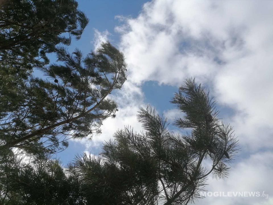 Оранжевый уровень опасности объявлен в Могилевской области на 28 марта из-за сильного ветра