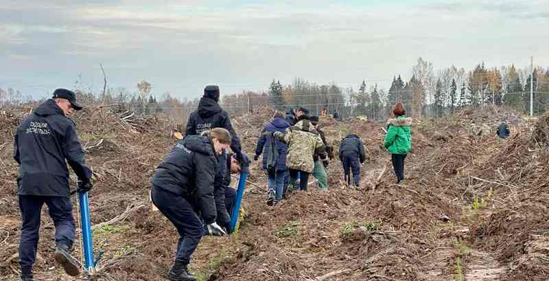 В Кричевском районе высадили 3 га лесных культур