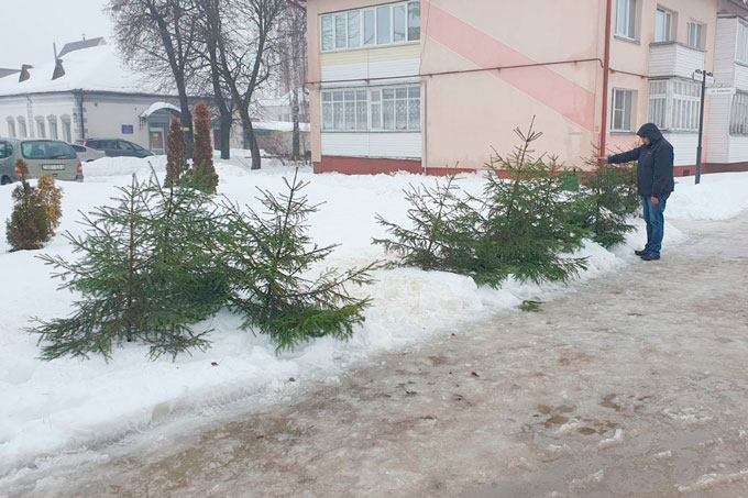 300 елей планируют реализовать на Мстиславщине к новогодним праздникам