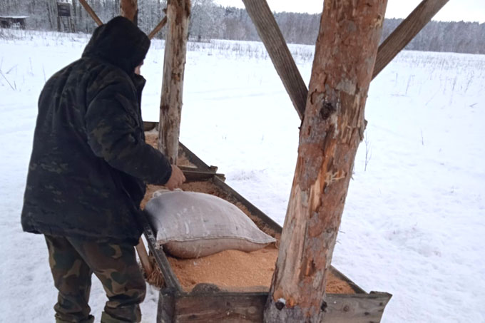 Диких животных подкармливают на Мстиславщине с приходом зимы