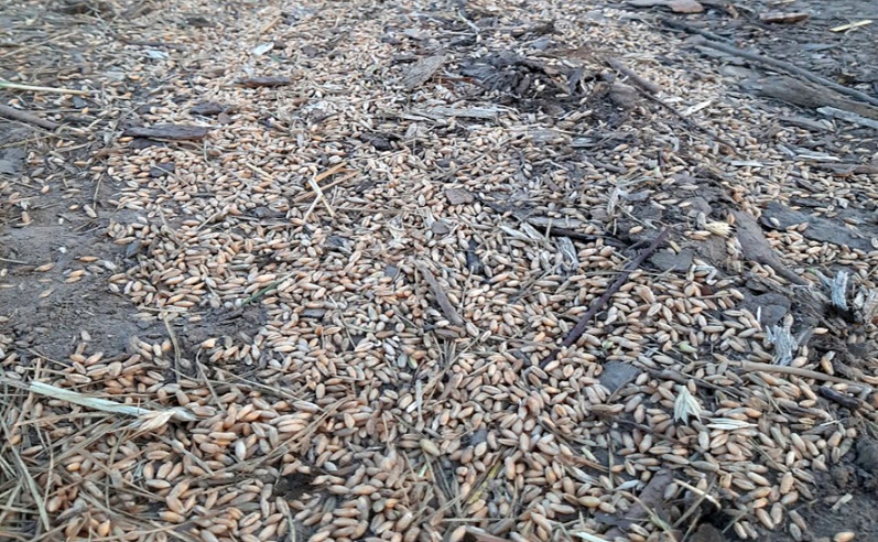 В ходе надзорных мероприятий в сфере АПК установлен факт утраты зерна в Чериковском районе