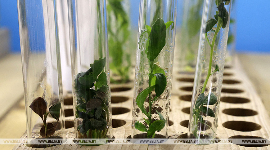 Лукашенко: нефть не дает такой рентабельности, как сельское хозяйство