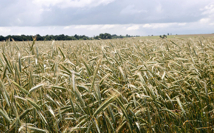 Лукашенко проинспектировал экспериментальные поля на малой родине