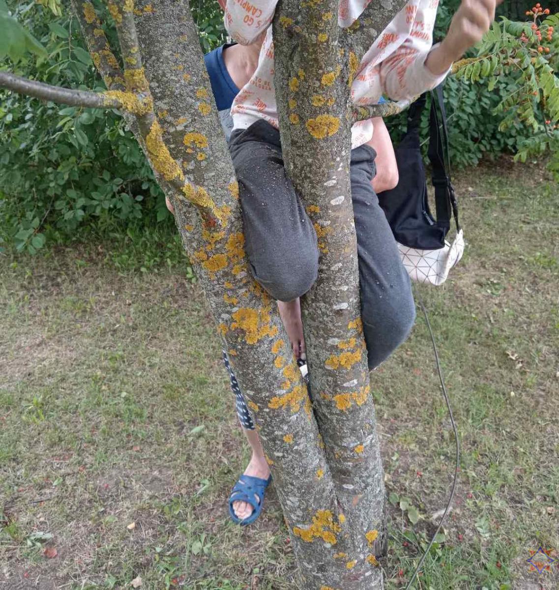 В Круглом нога мальчика застряла в дереве: помогли спасатели