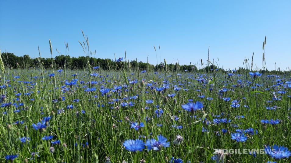 Выше климатической нормы ожидается температура воздуха в Могилевской области во второй декаде июня
