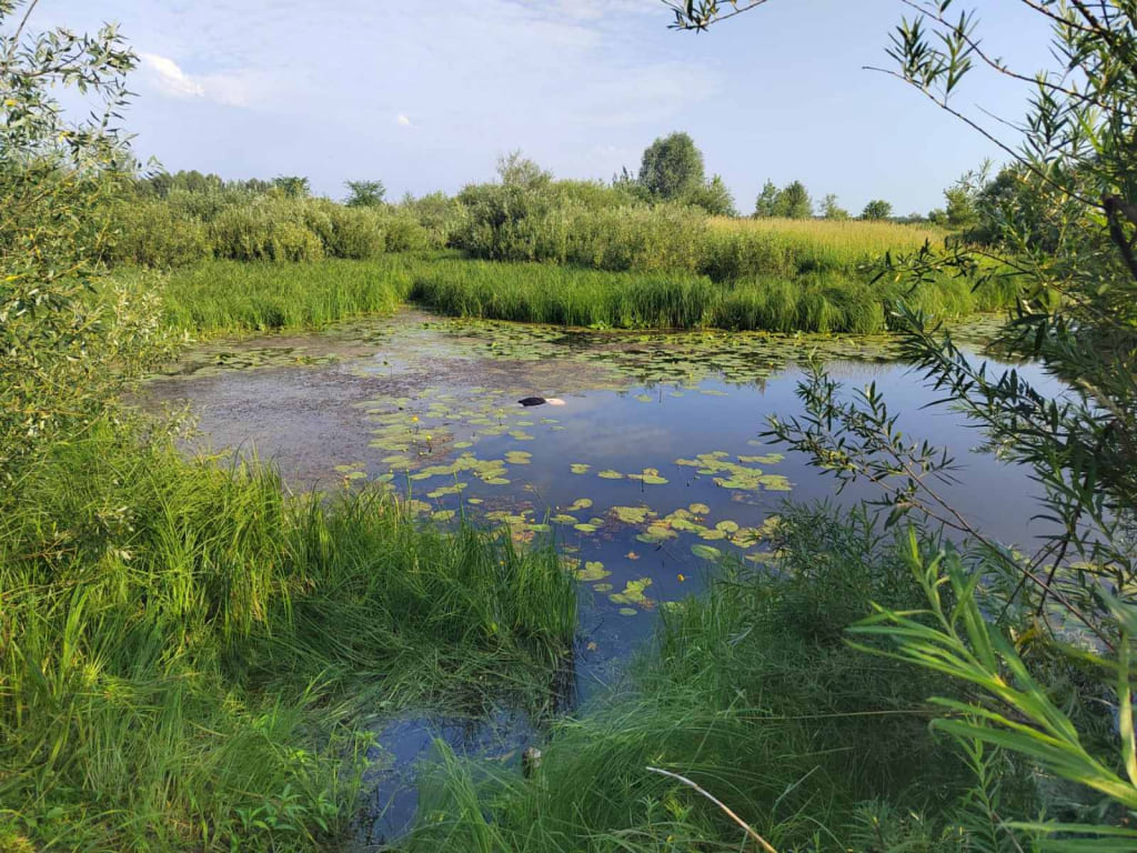 В Быховском районе утонул пенсионер