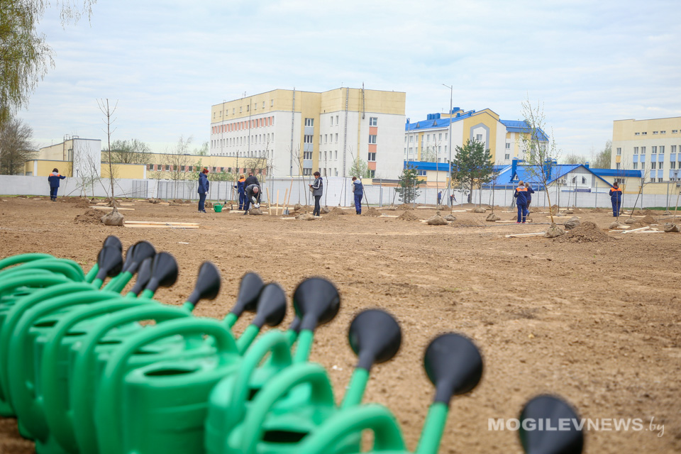 Аллея из 130 деревьев появилась у инфекционного корпуса Могилевской больницы №1 во время субботника. Фото