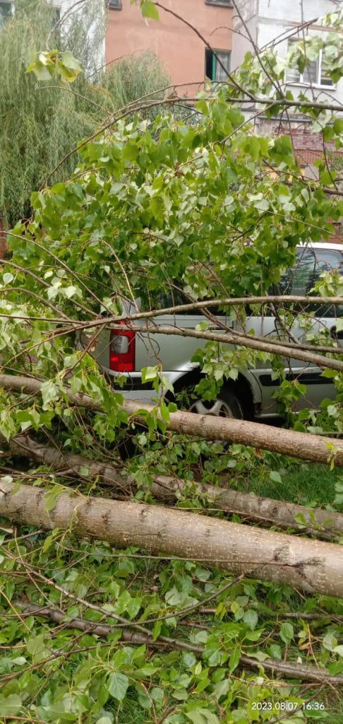 О последствиях непогоды в Могилевской области рассказали в МЧС