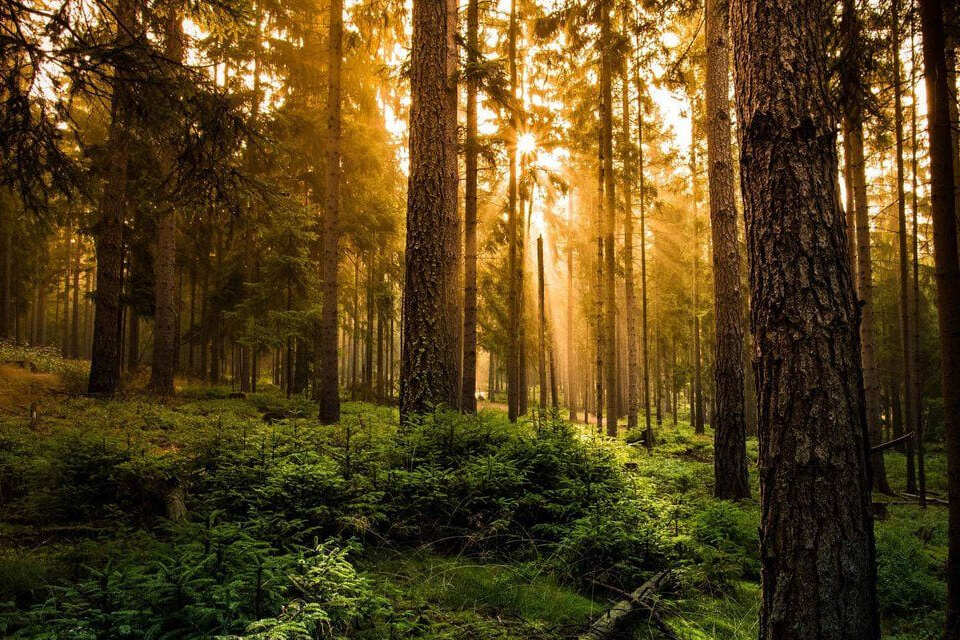 В Бобруйском районе заблудился мужчина