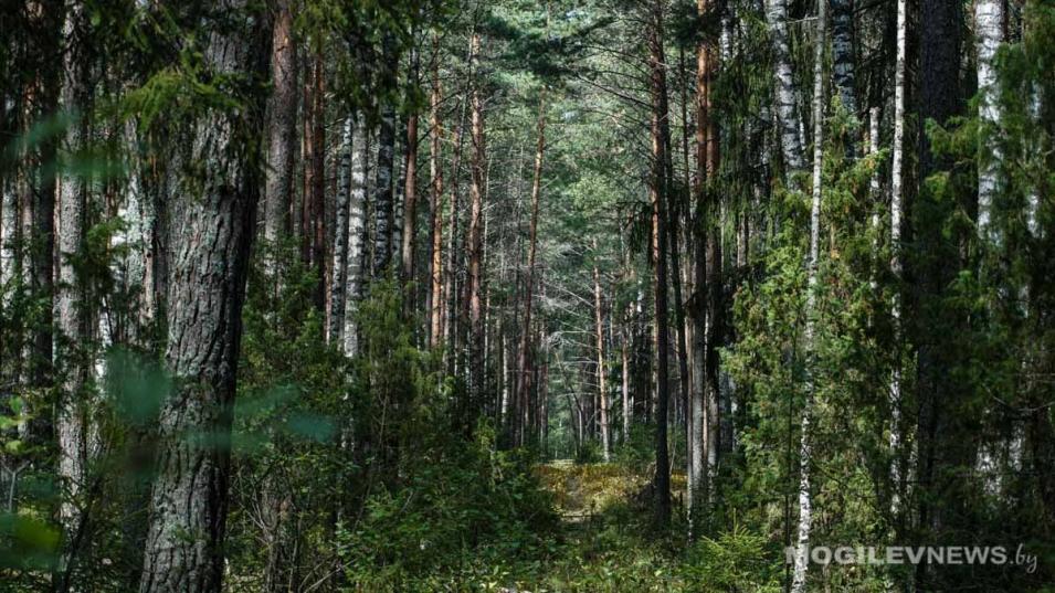 Запрет на посещение лесных массивов на территории Могилева снят